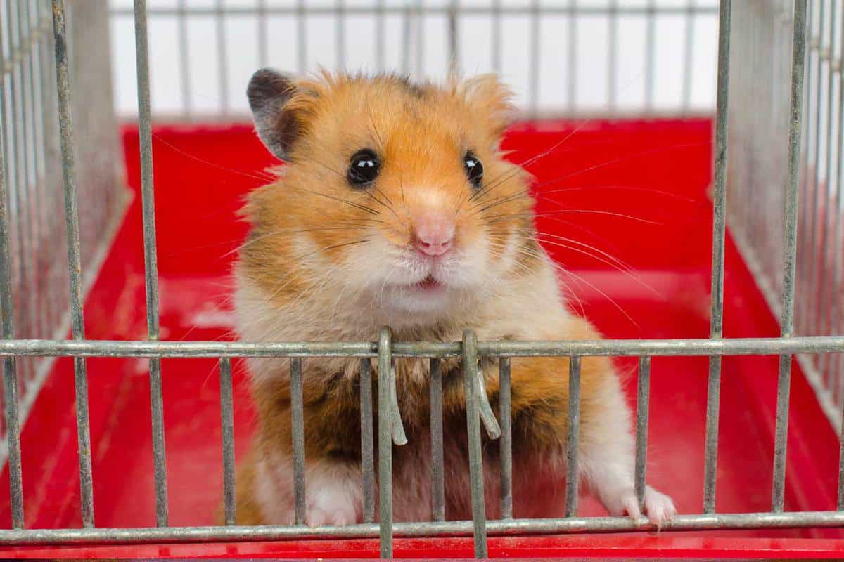 Do Hamsters Attract Mice or Other Rodents? - Small Animal Pets